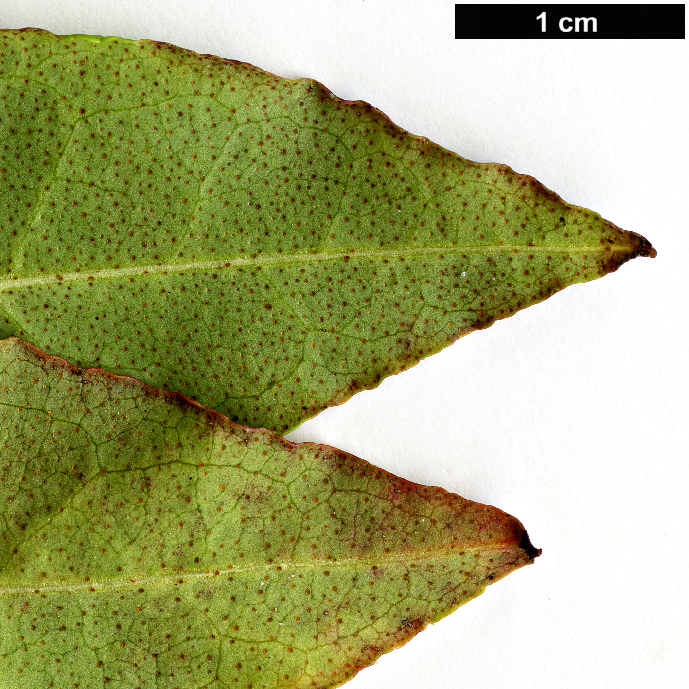 High resolution image: Family: Ericaceae - Genus: Rhododendron - Taxon: mucronulatum - SpeciesSub: var. ciliatum